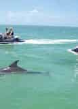 Destin Waverunner Dolphin Tour