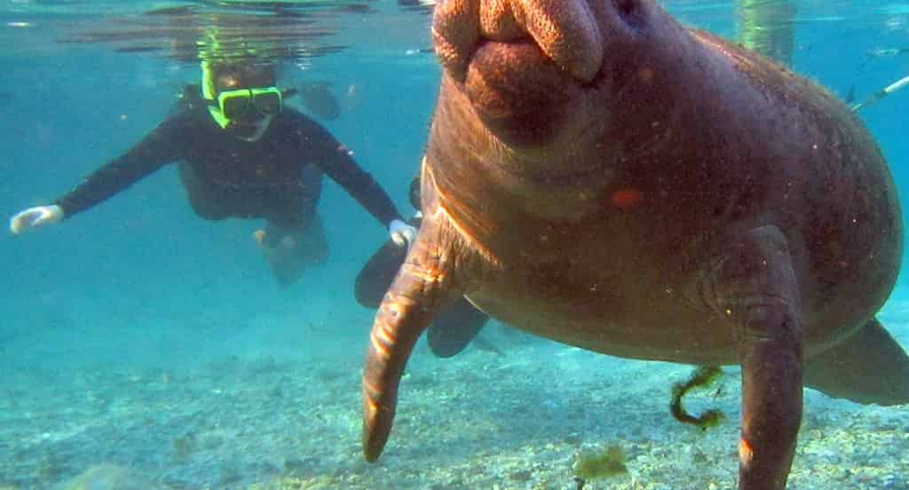 Snorkel-With-Manatee-Tour-Crystal-River