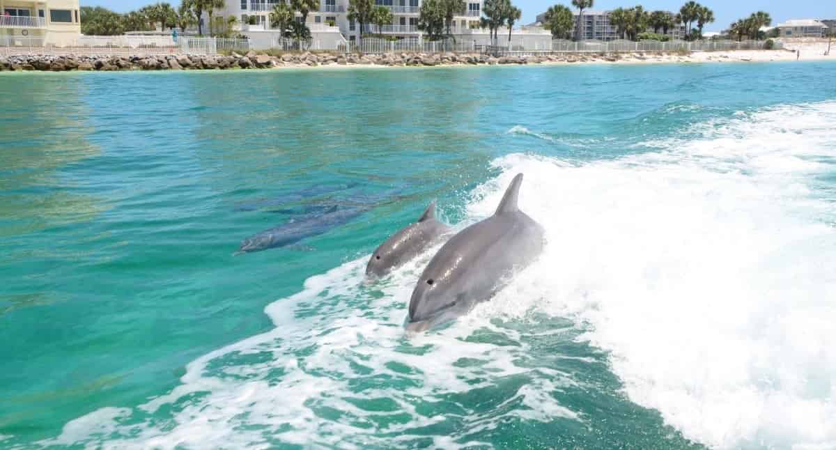 Thriller-Destin-Speedboat-Dolphin-Cruise