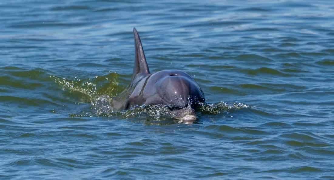 Savannah-Dolphin-Eco-Cruise