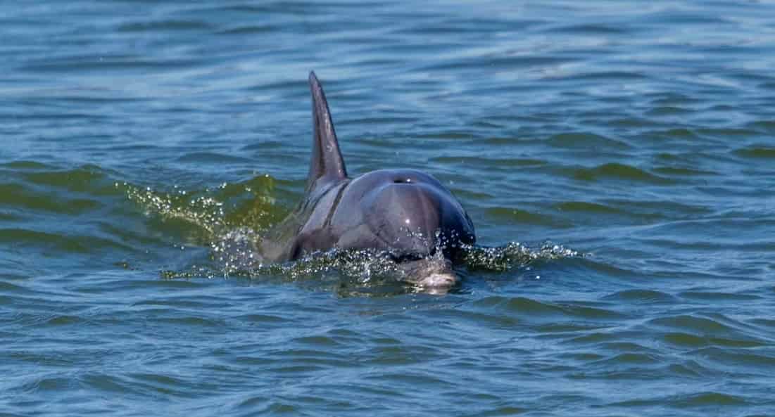 Savannah-Sunset-Dolphin-Eco-Cruise