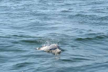 SeaQuest Dolphin Sightseeing Tour