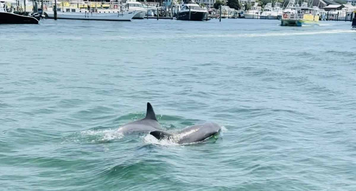 Destin-Crab-Island-Excursion