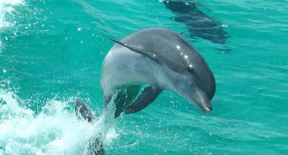Flippers-Crab-Island-Adventure-With-Dolphin-Cruise