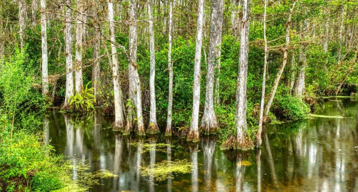 Everglades-And-Big-Cypress-Self-Guided-Driving-Tour-Bundle