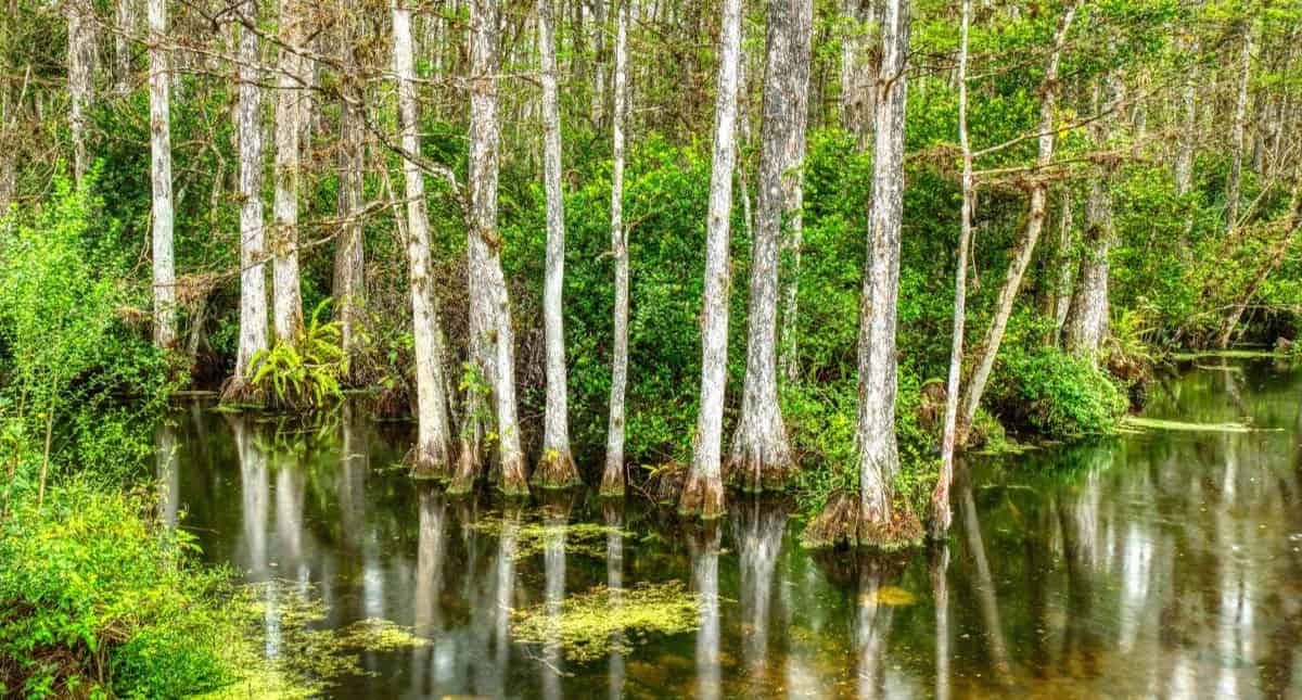 Big-Cypress-National-Preserve-Self-Guided-Driving-Tour