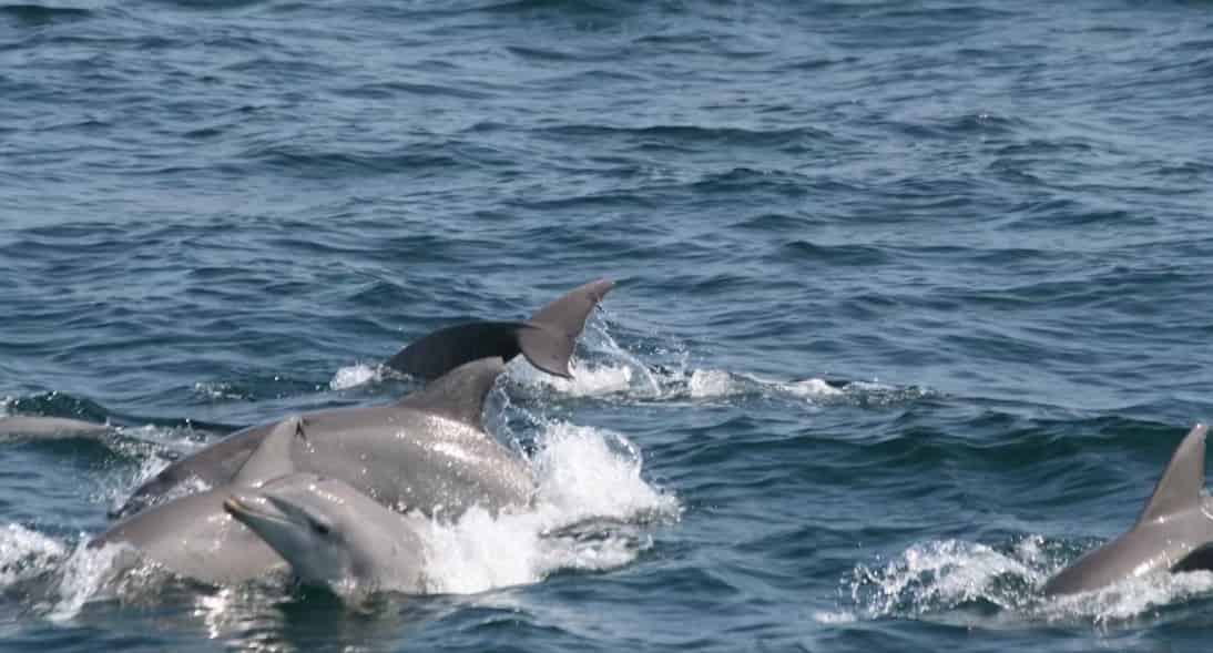 Southern-Star-Dolphin-Cruise