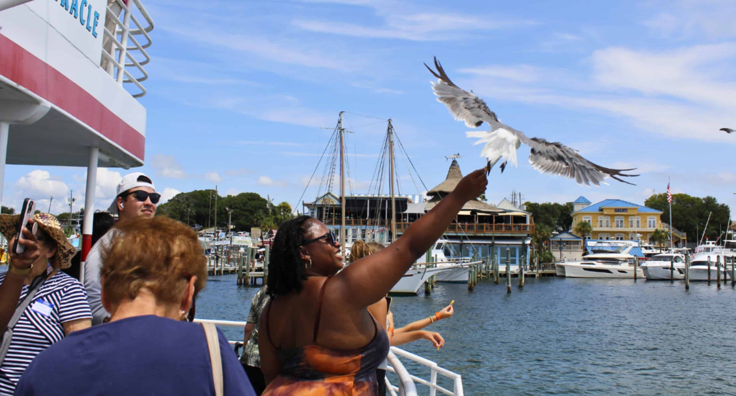 Southern-Star-Dolphin-Cruise