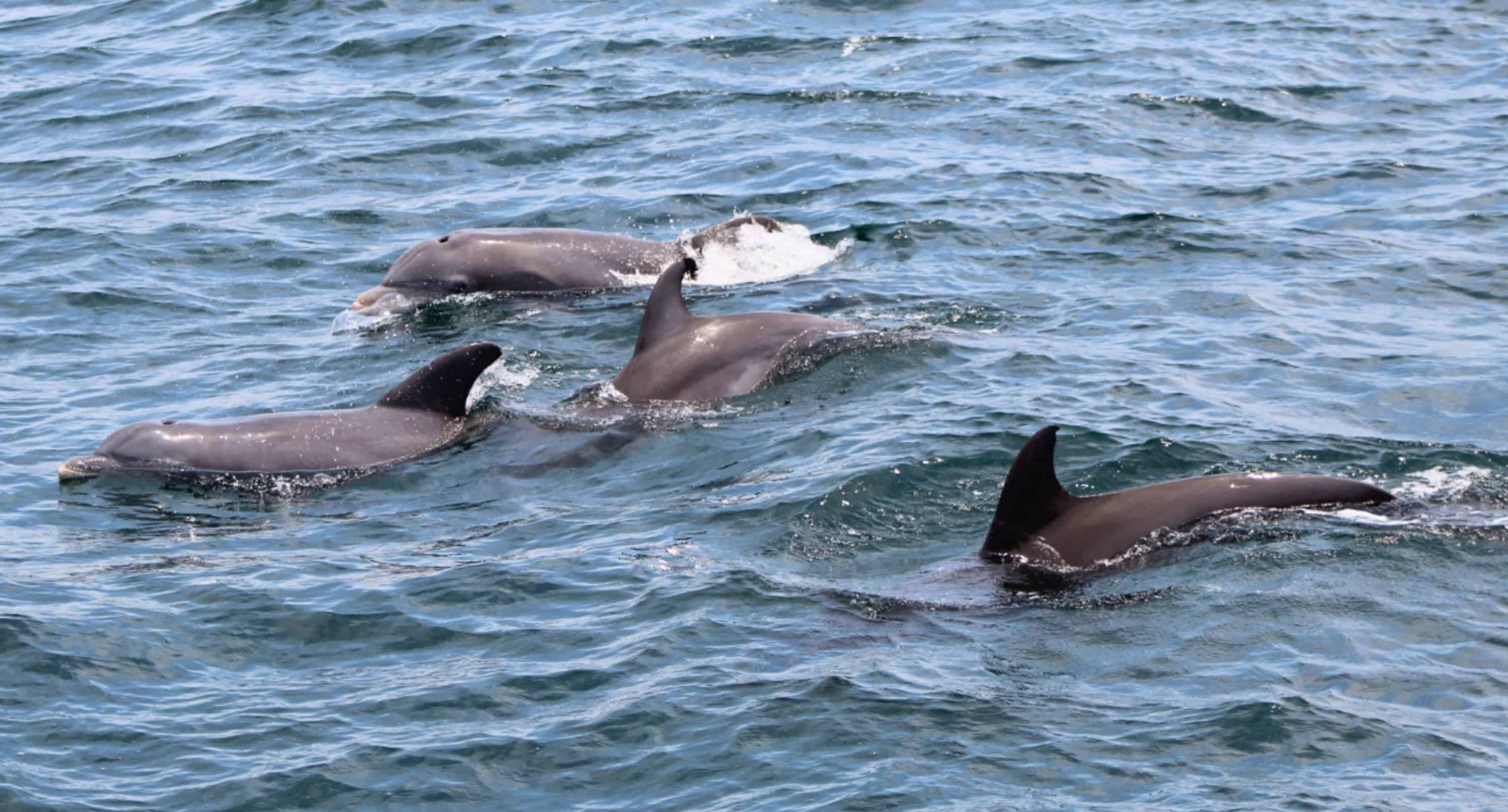 Southern-Star-Dolphin-Cruise