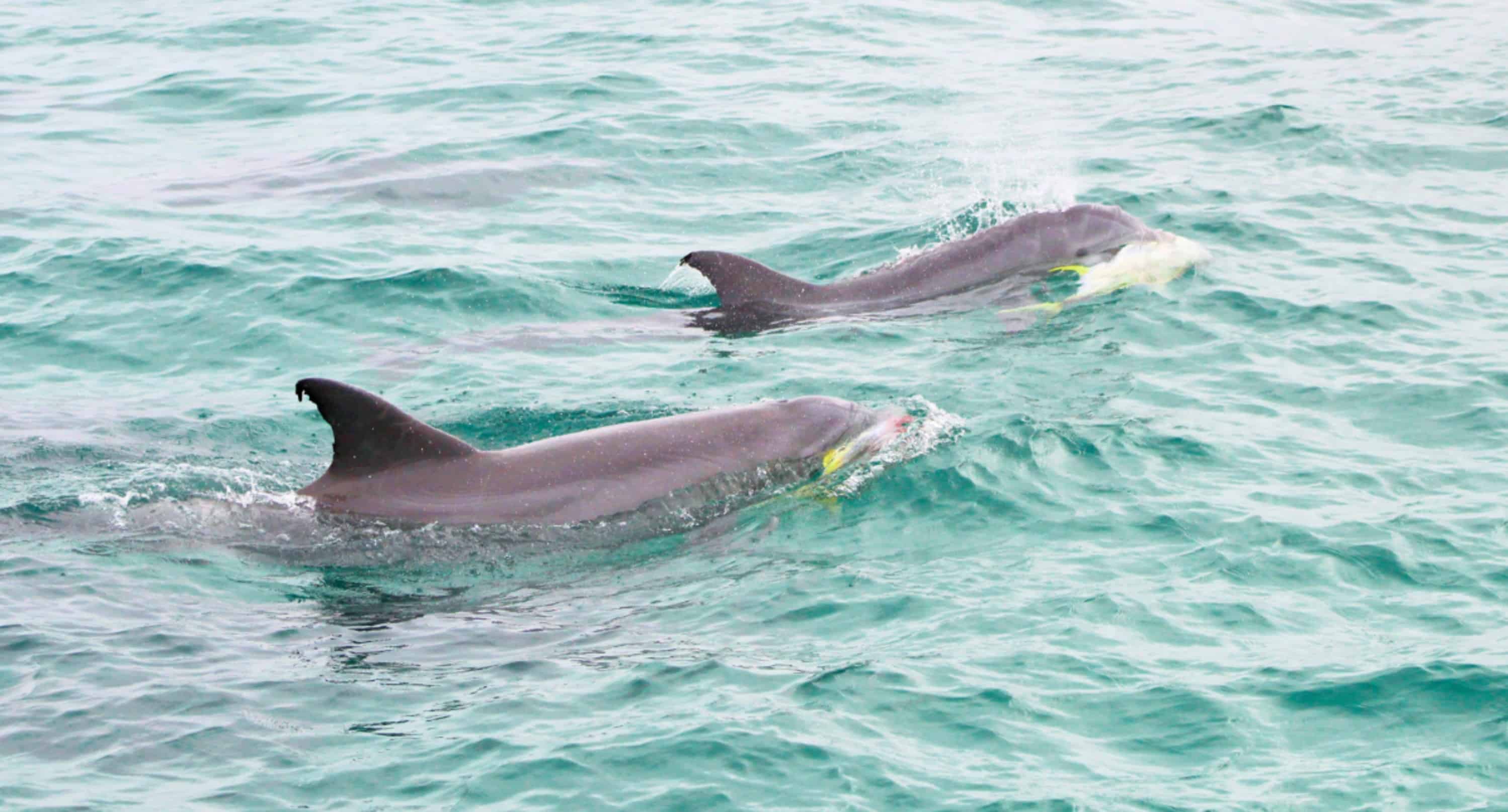 Southern-Star-Dolphin-Cruise