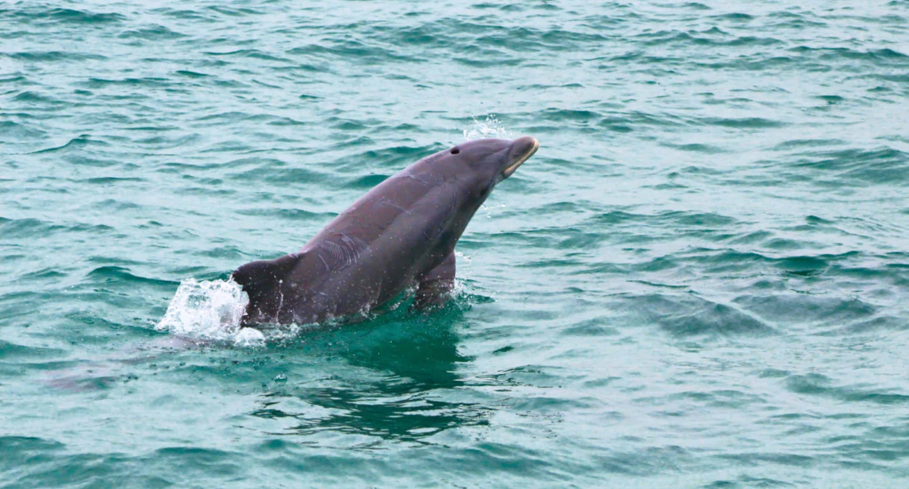 Southern-Star-Dolphin-Cruise