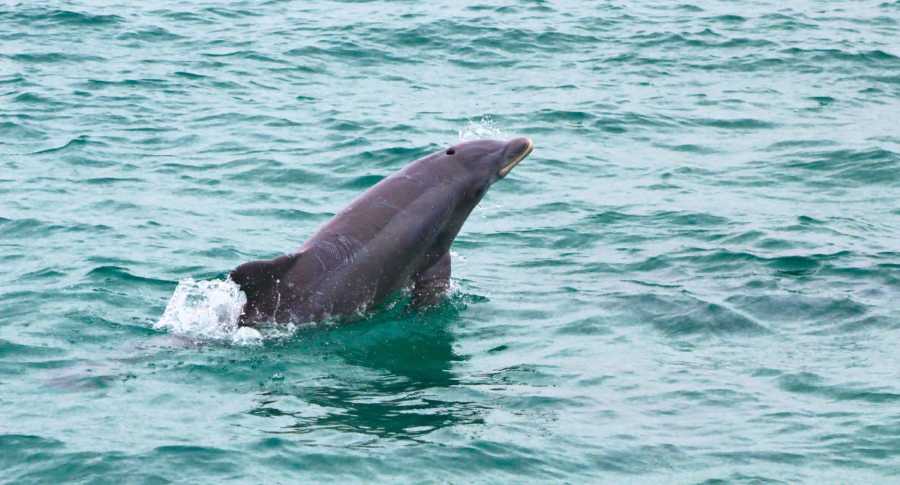 Southern-Star-Sunset-Dolphin-Cruise