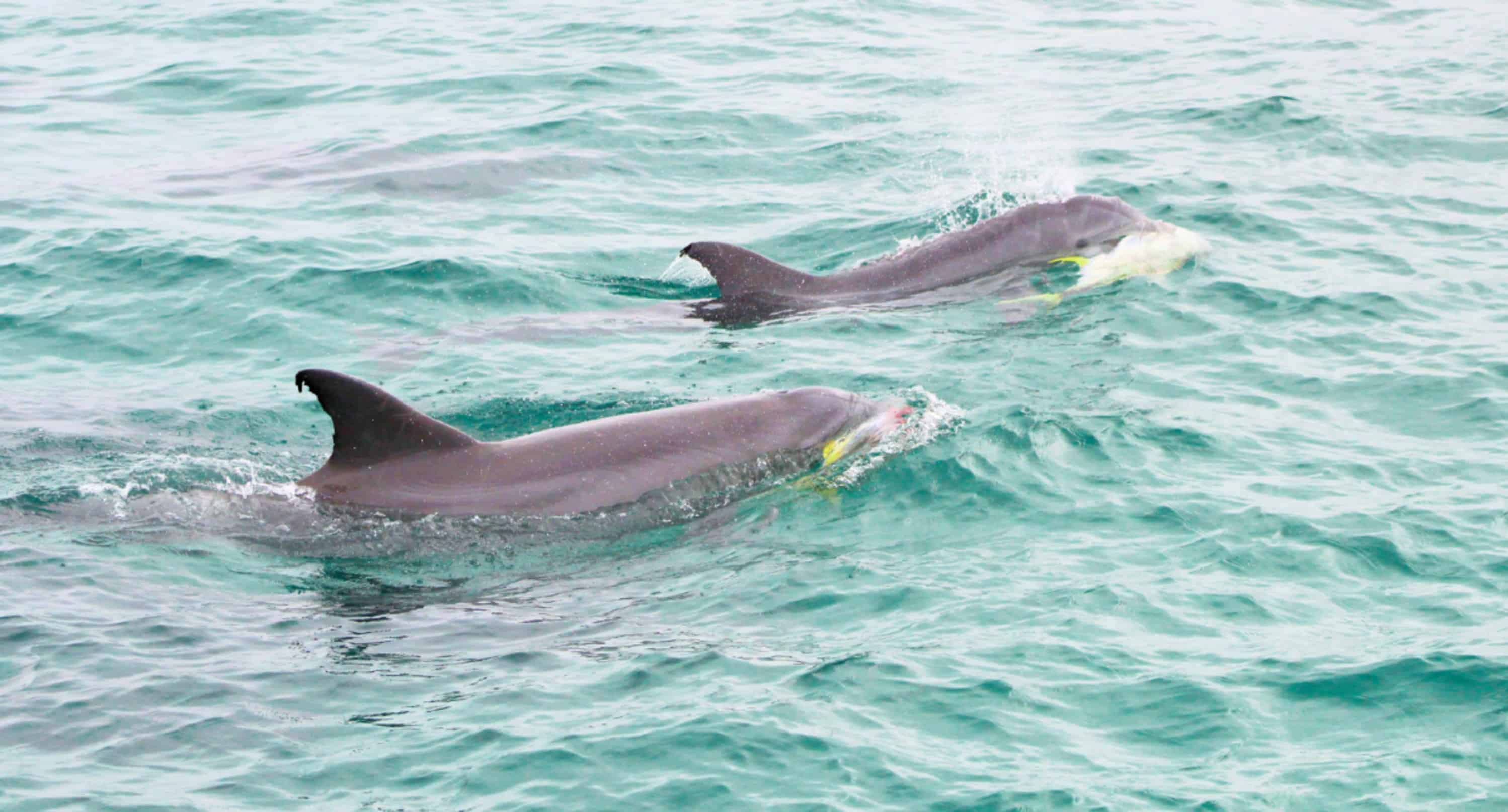 Southern-Star-Sunset-Dolphin-Cruise
