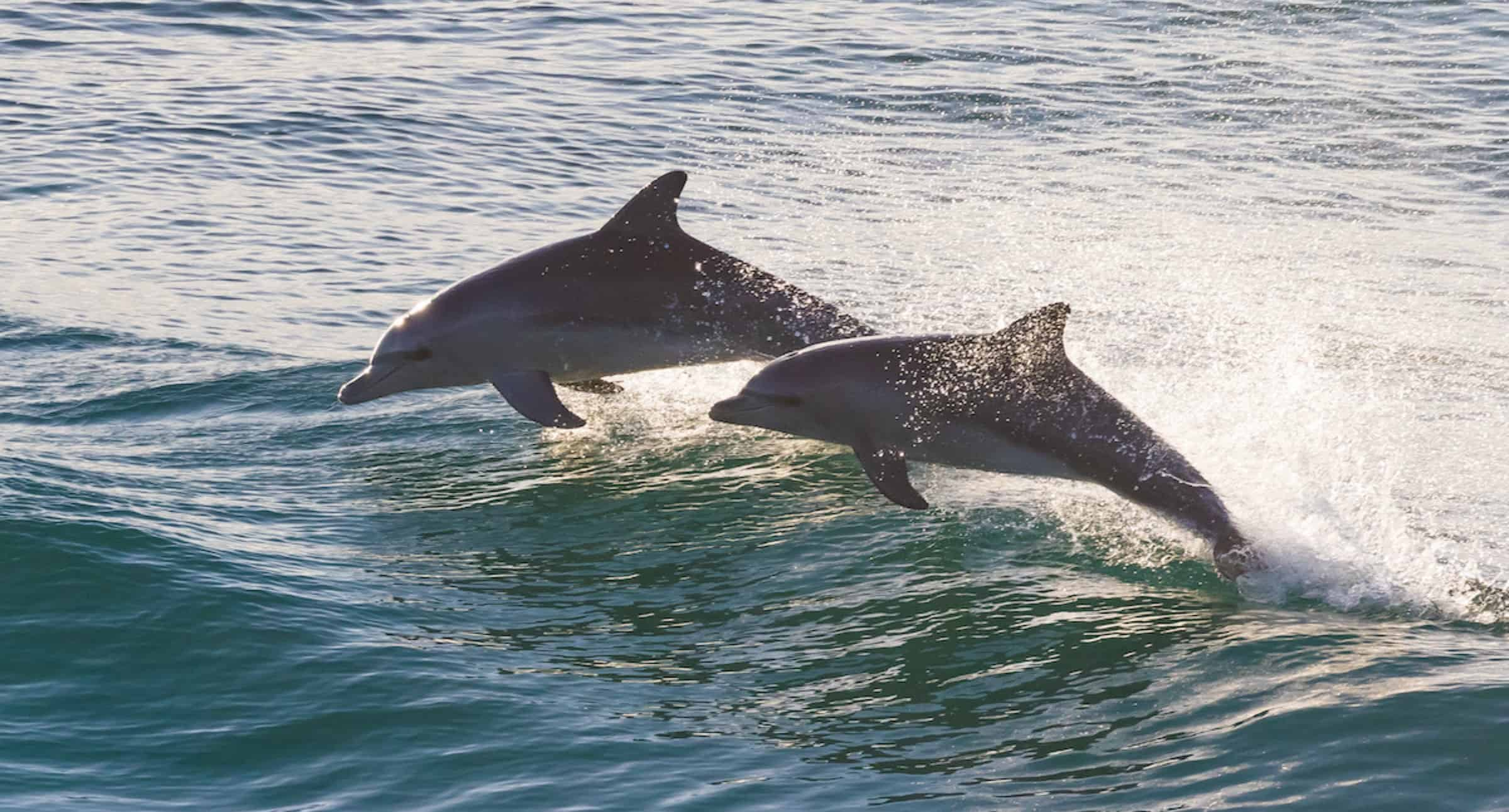 Dolphin-Watch-And-Historical-Harbor-Tour