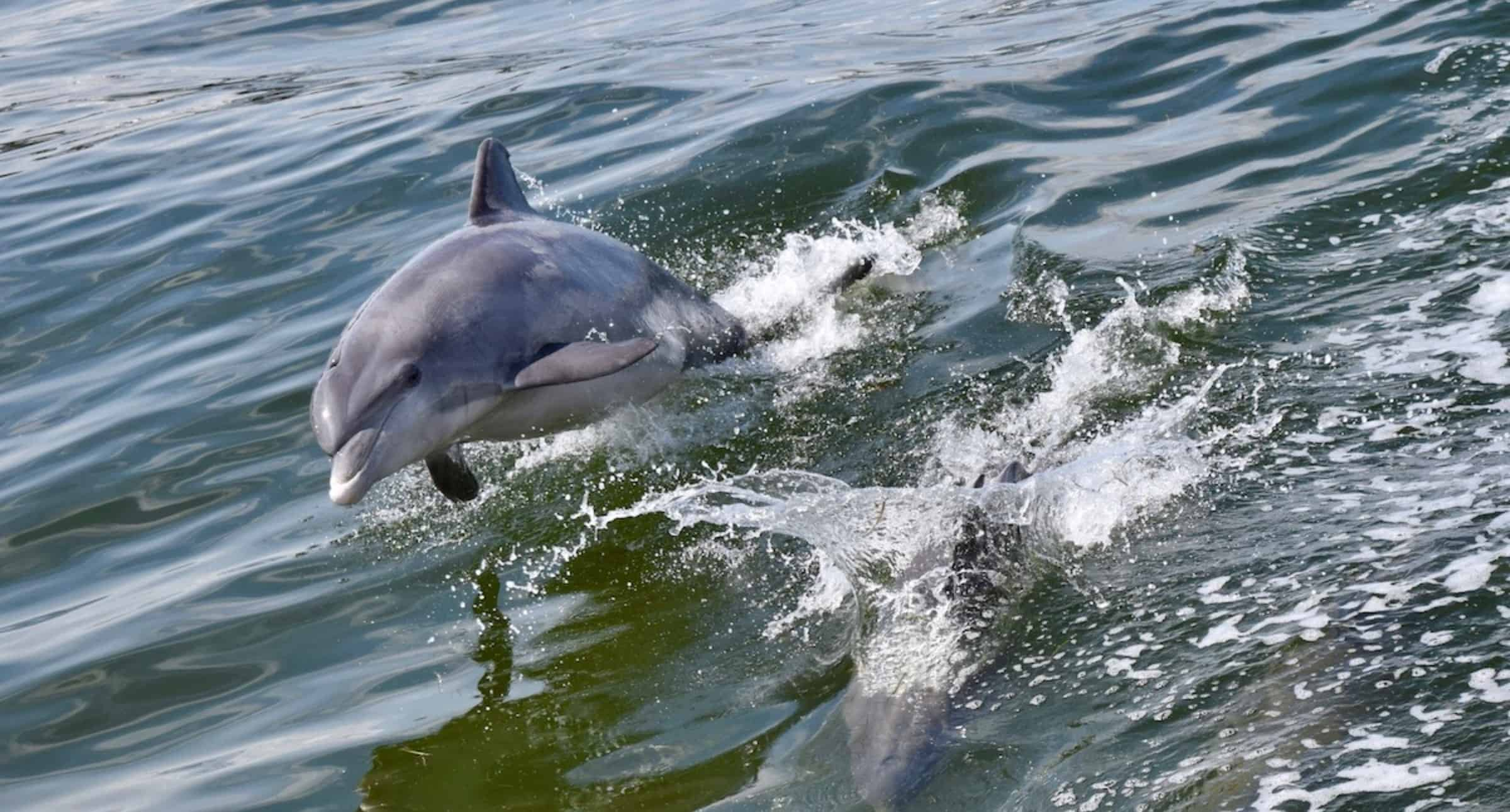 Dolphin-Watch-And-Historical-Harbor-Tour