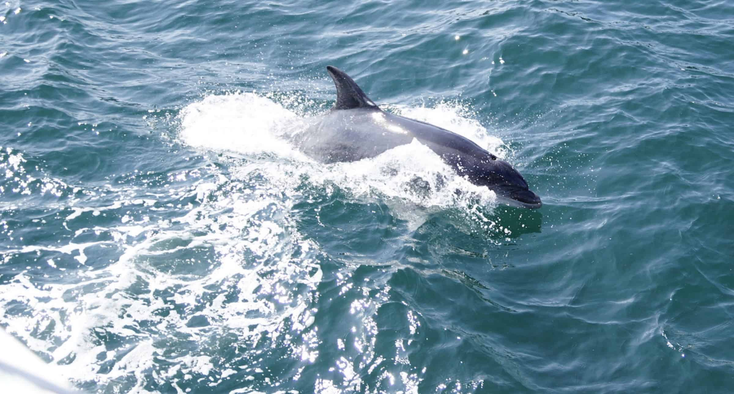 Dolphin-Watch-And-Historical-Harbor-Tour