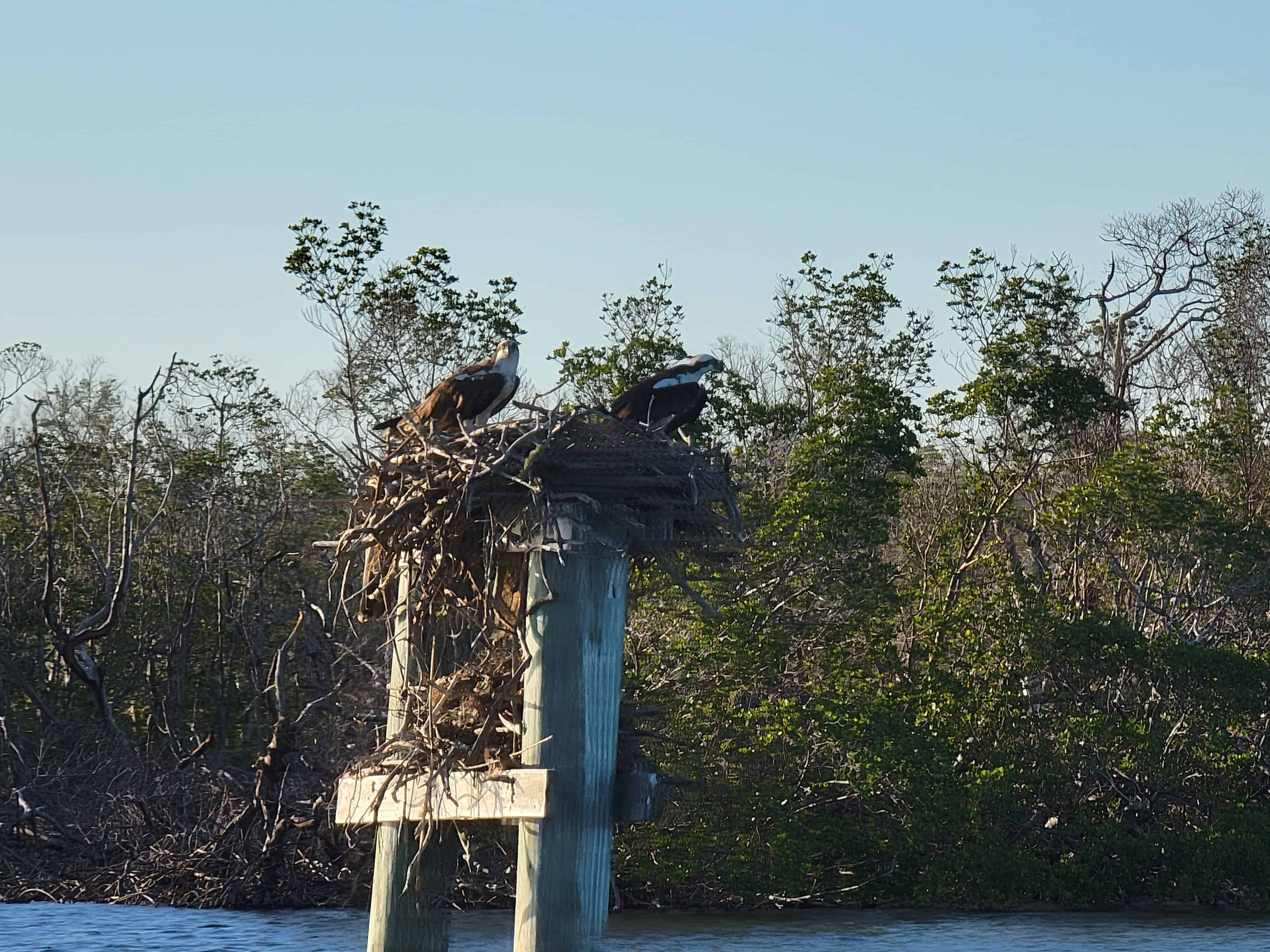 Fort-Myers-Beach-Dolphin-and-Sightseeing-Tiki-Boat-Cruise-with-Complimentary-Drinks-Included