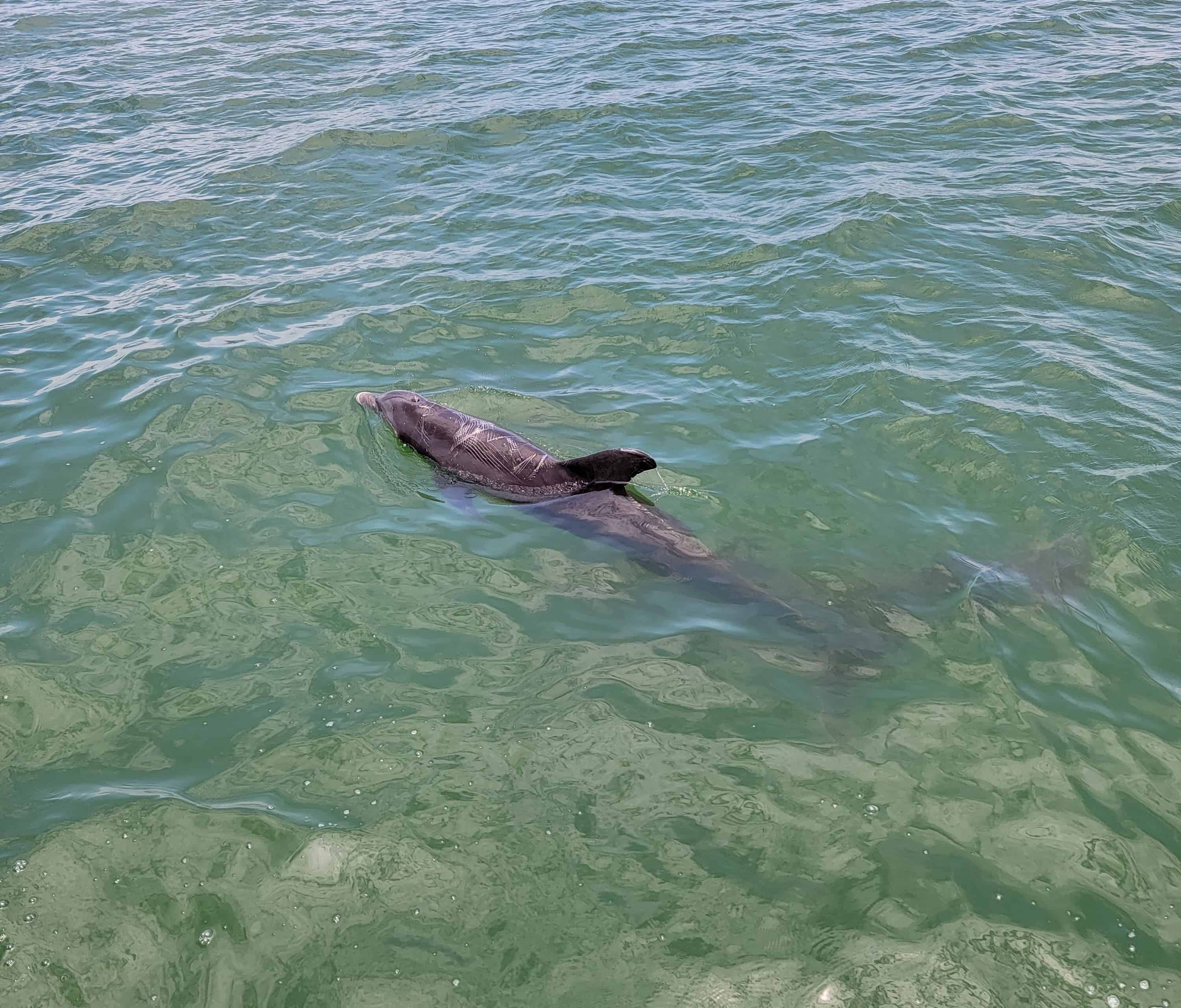Fort-Myers-Beach-Private-Dolphin-Boat-Tour-for-up-to-12-People