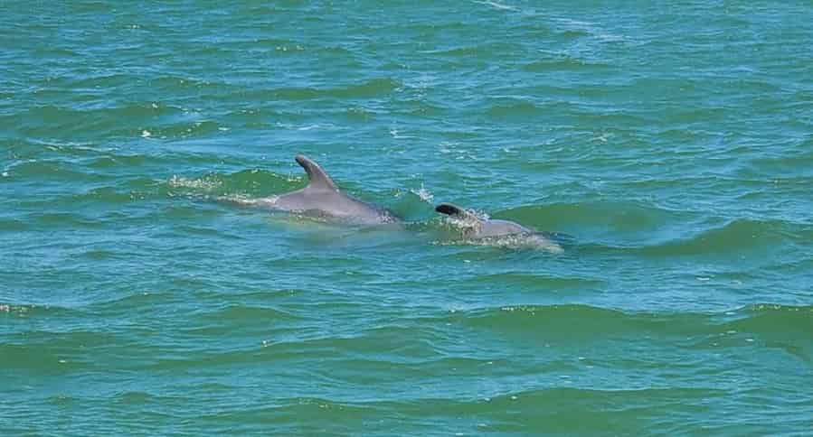 Fort-Myers-Beach-Sunset-Dolphin-Cruise-with-Sanibel-Lighthouse-Views