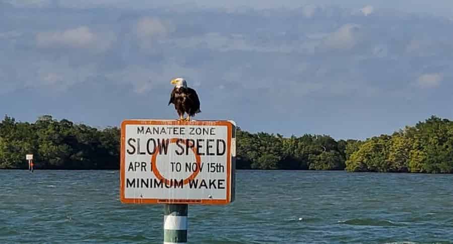 Fort-Myers-Beach-Sunset-Dolphin-Cruise-with-Sanibel-Lighthouse-Views