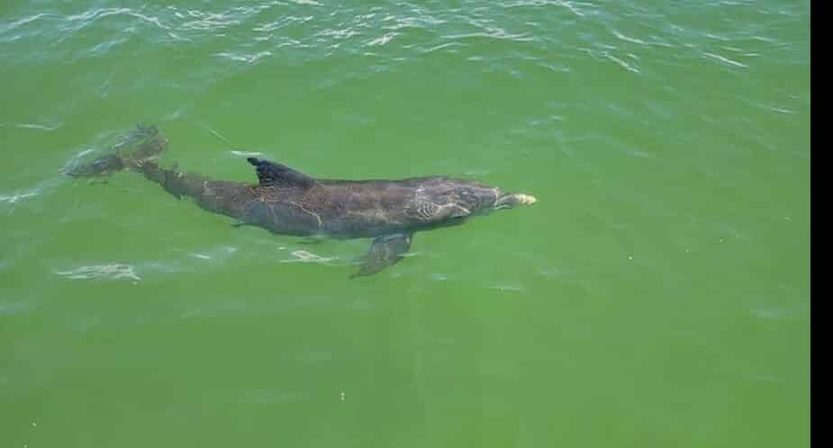 Fort-Myers-Beach-Sunset-Dolphin-Cruise-with-Sanibel-Lighthouse-Views