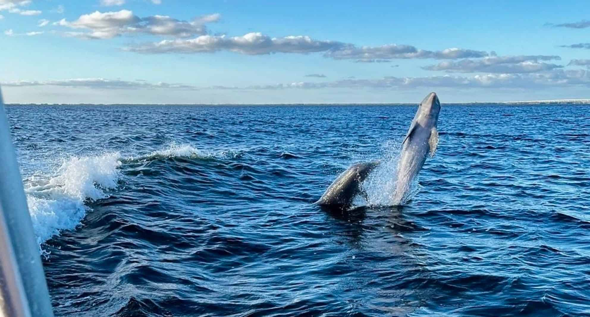 Key-Largo-Florida-Bay-Sunset-Cruise