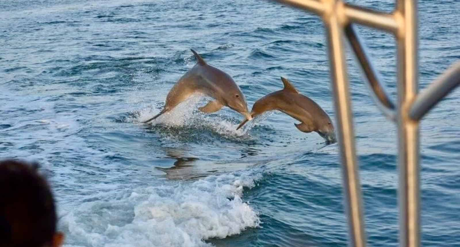 Key-Largo-Florida-Bay-Sunset-Cruise