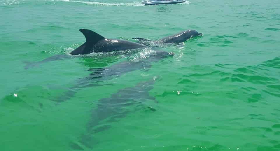 Dolphin-Exploration-Tour-Aboard-The-Crab-Island-Runner