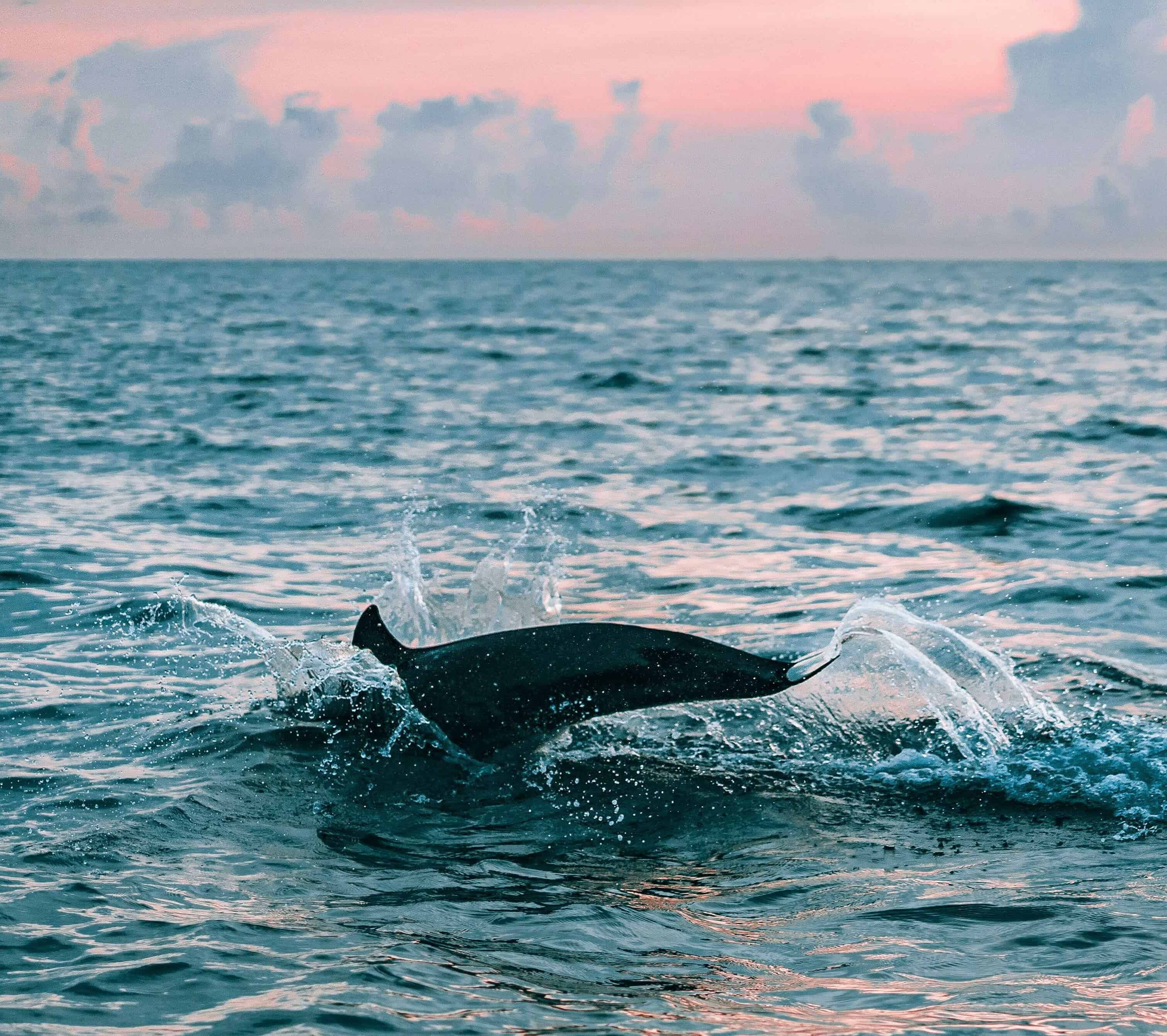 Dolphin-Exploration-Tour-Aboard-The-Crab-Island-Runner