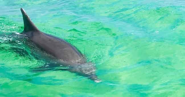 Pensacola-Beach-Semi-Private-Dolphin-Boat-Cruise