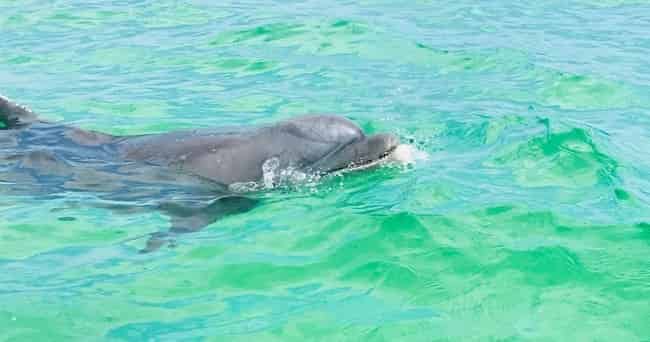 Pensacola-Beach-Semi-Private-Dolphin-Boat-Cruise