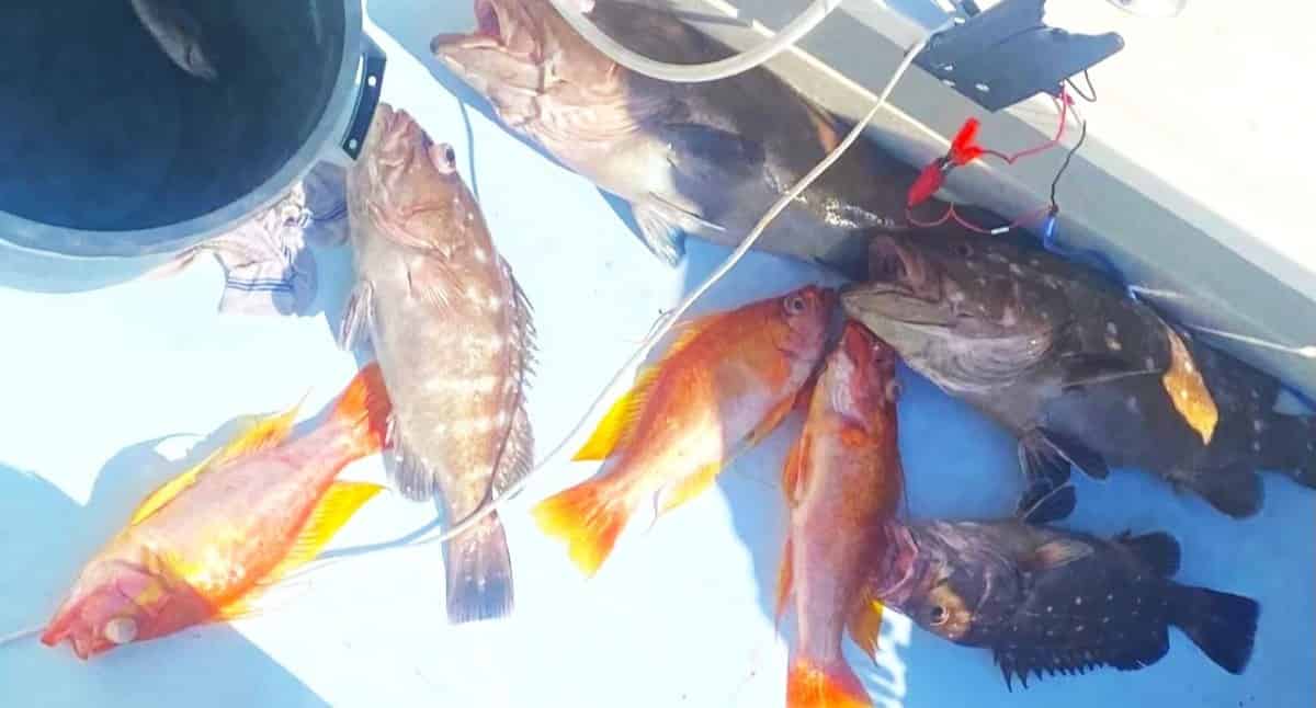 Destin-Introductory-Private-Fishing-Experience