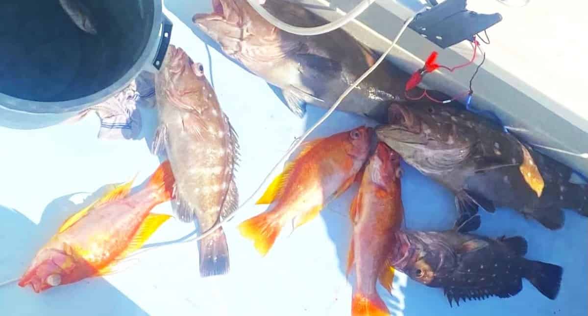 Destin-Private-Offshore-Fishing-Charter