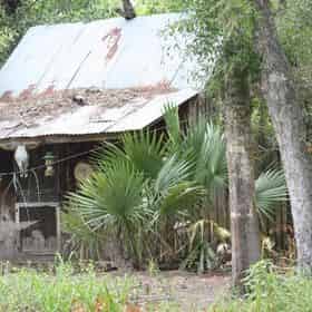 Swamp Tour New Orleans >> Manchac Swamp Tour With Optional Transportation From New Swamp Tour New Orleans >> Manchac Swamp Tour With Optional Transportation From New