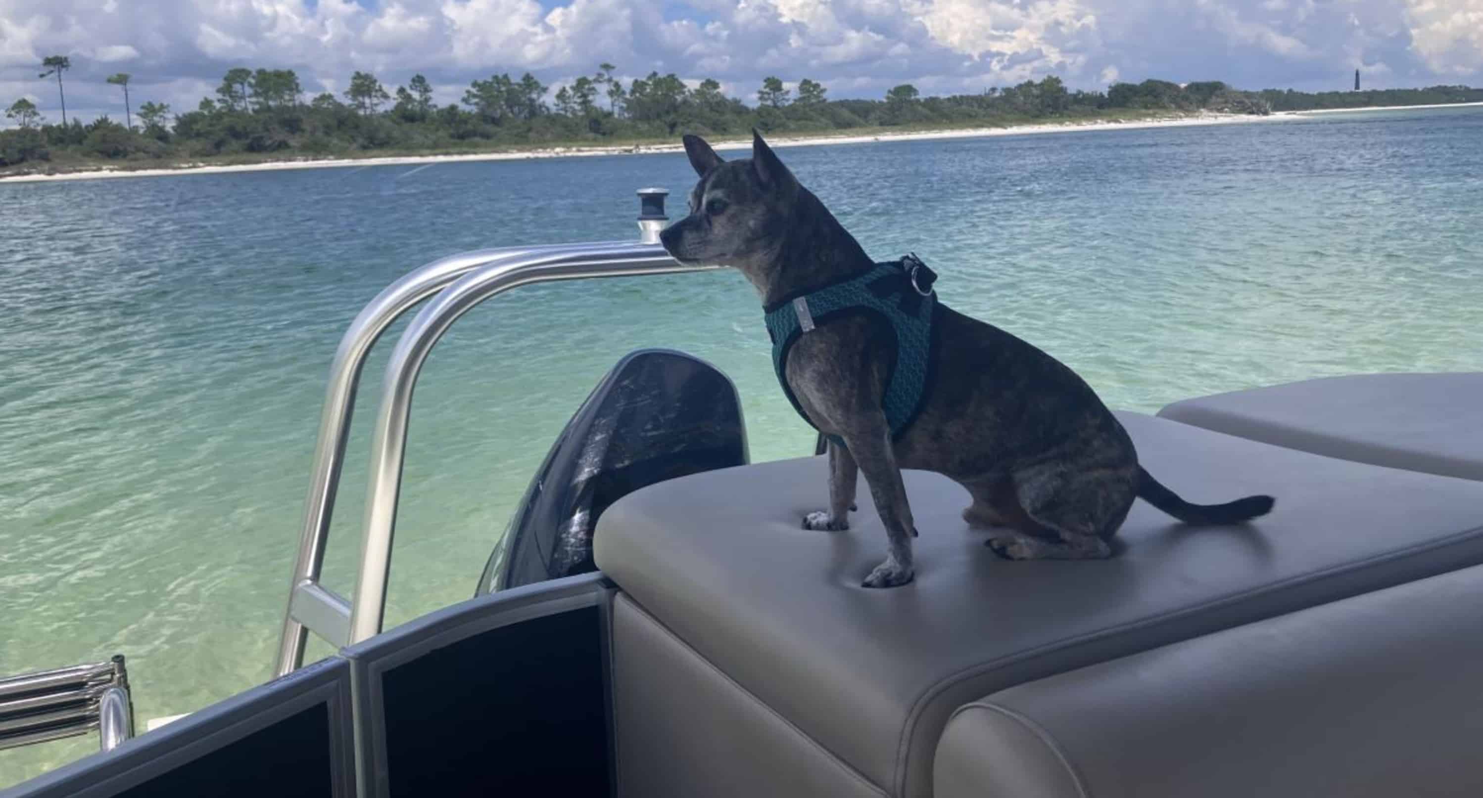 Destin-Crab-Island-Cruise-on-a-Bentley-Tritoon-with-Captain-and-Water-Toys