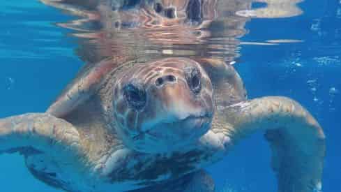 Discover Turtles Encounter at Gulfarium Marine Adventure Park