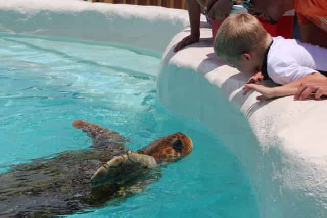 Discover-Turtles-Encounter-at-Gulfarium-Marine-Adventure-Park