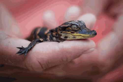 Honey-Island-Swamp-Tour-With-Optional-Transportation-By-Cajun-Encounters