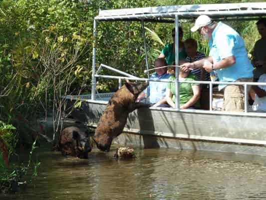 Honey-Island-Swamp-Tour-With-Optional-Transportation-By-Cajun-Encounters