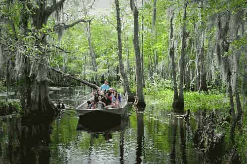 Honey-Island-Swamp-Tour-With-Optional-Transportation-By-Cajun-Encounters