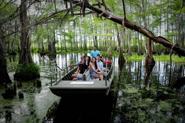 Honey-Island-Swamp-Tour-With-Optional-Transportation-By-Cajun-Encounters