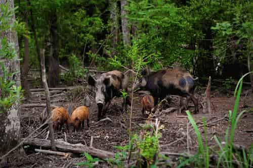 Honey-Island-Swamp-Tour-With-Optional-Transportation-By-Cajun-Encounters