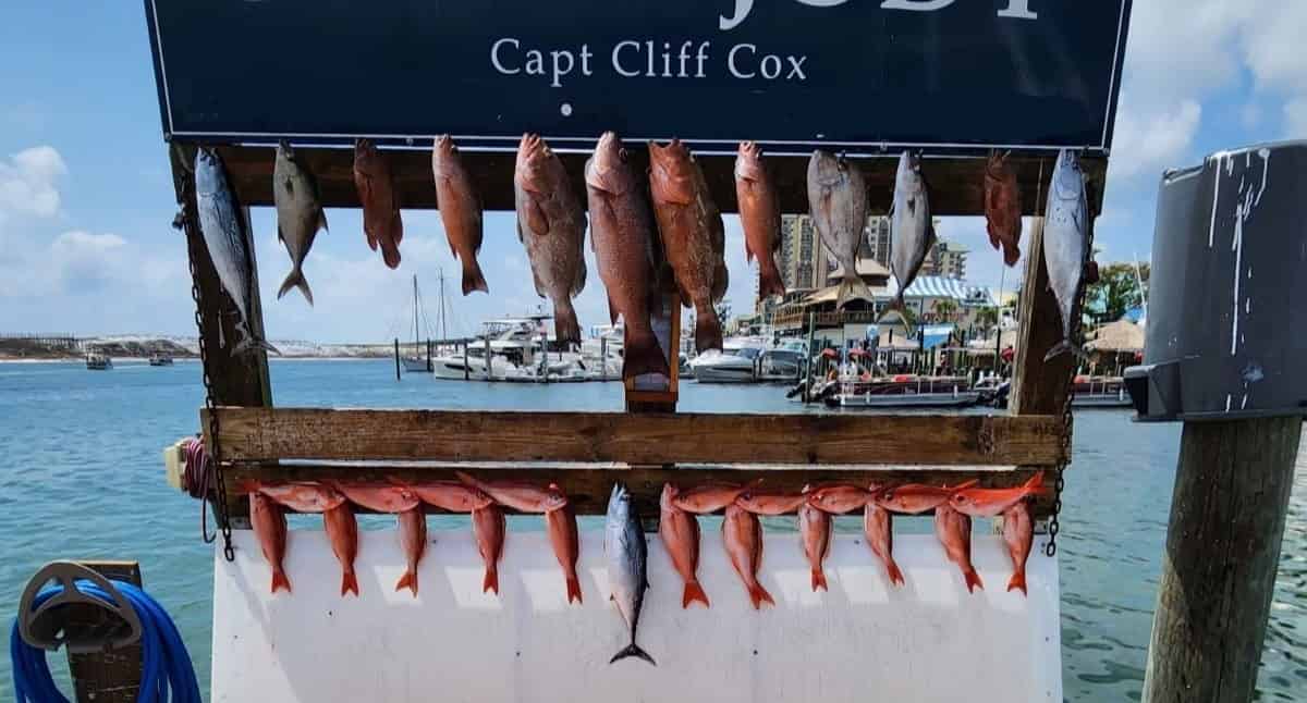 Destin-Deep-Sea-Family-Friendly-Party-Boat-Fishing
