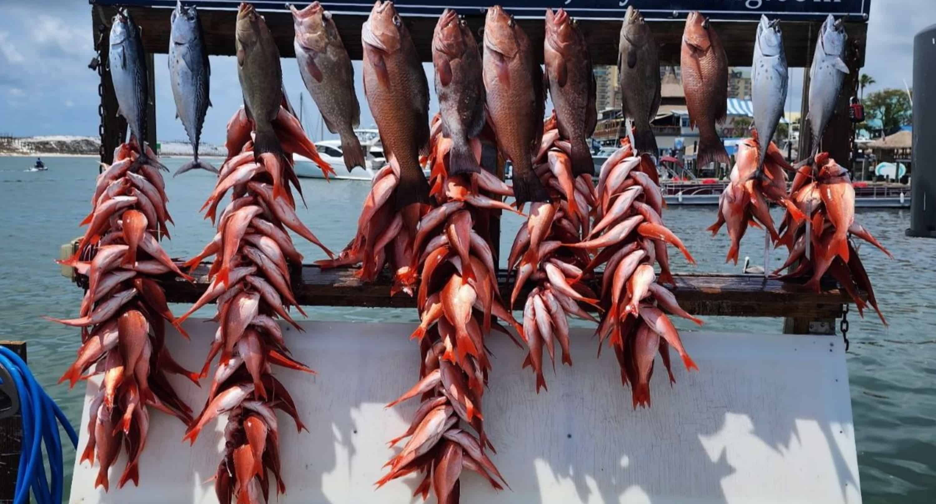 Destin-Deep-Sea-Family-Friendly-Party-Boat-Fishing