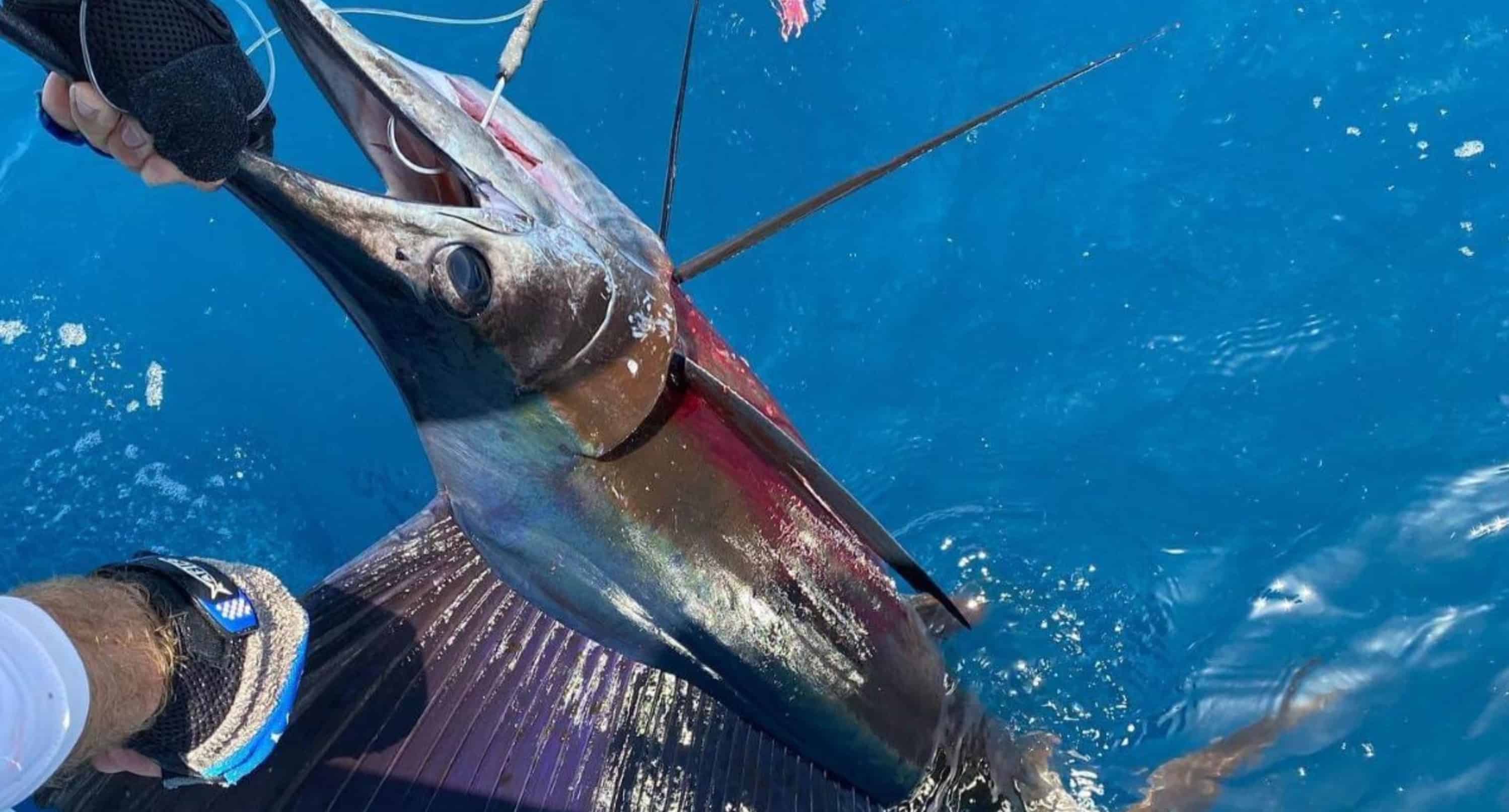 Destin-12-Hour-Gulf-Fishing-Charter-aboard-the-Anastasia