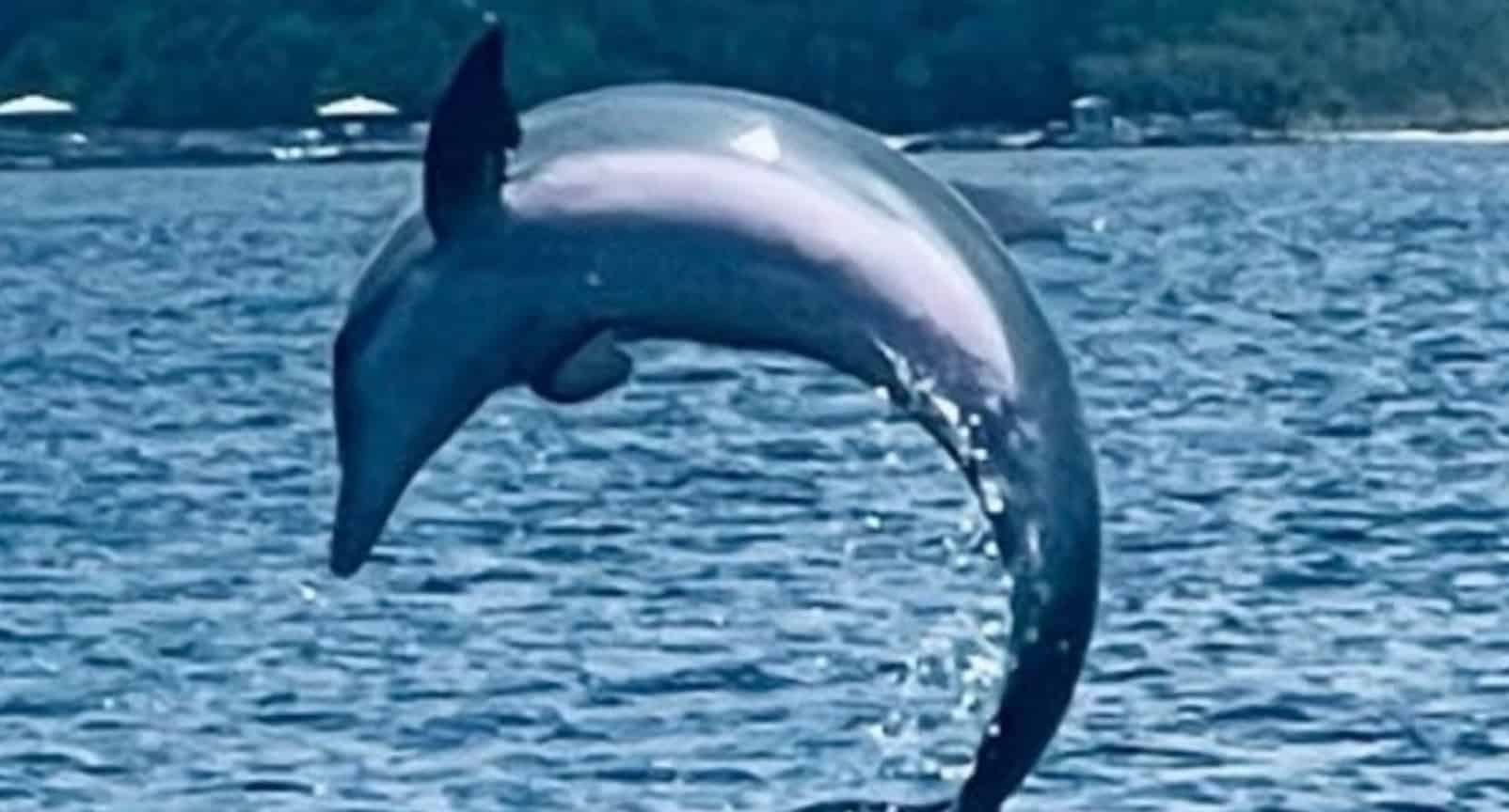 Orange-Beach-Shared-Small-Group-Dolphin-Boat-Cruise