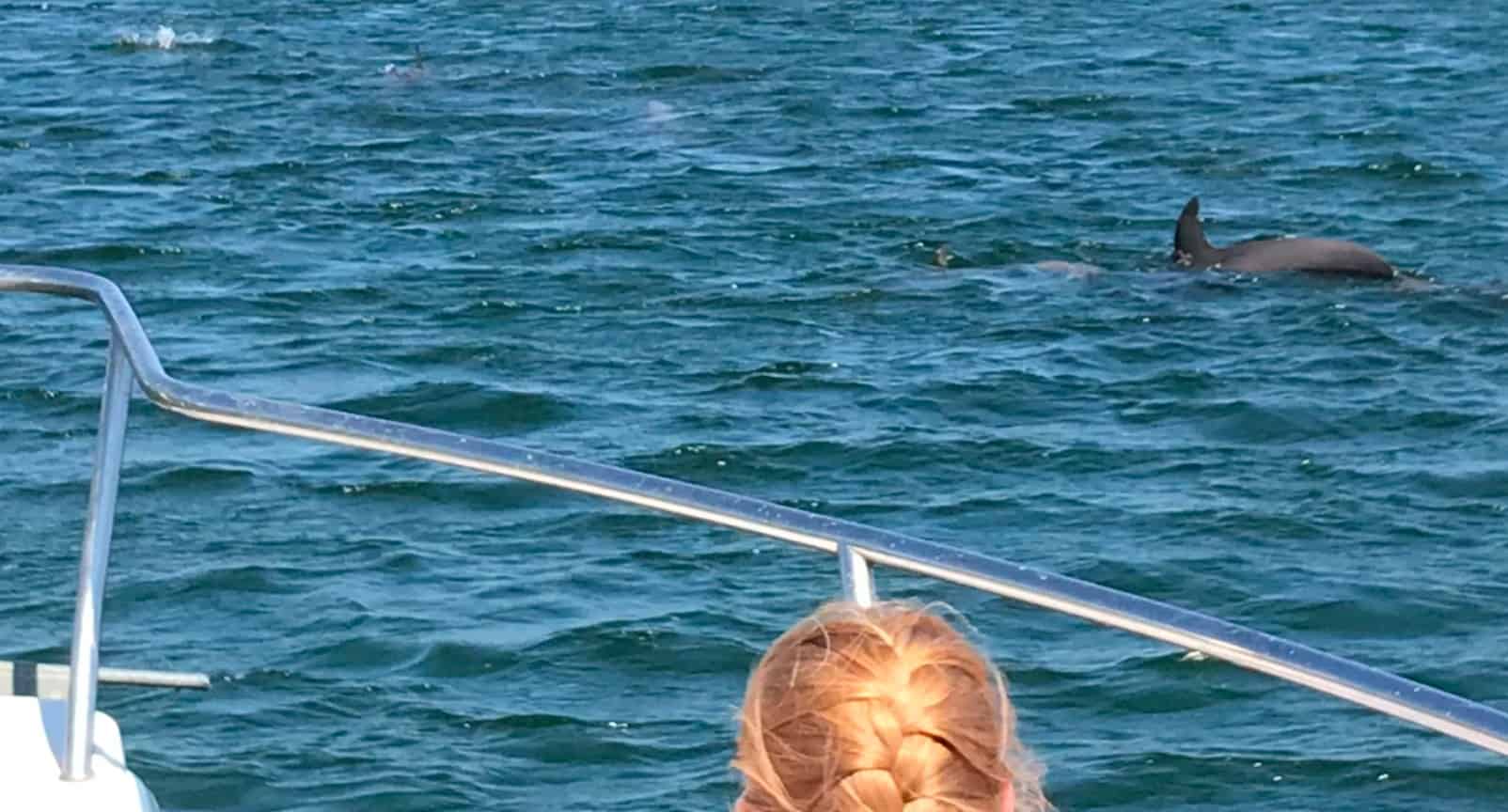 Orange-Beach-Shared-Small-Group-Dolphin-Boat-Cruise