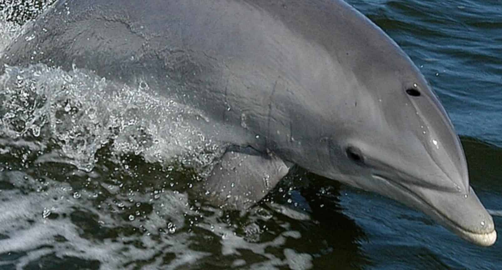 Orange-Beach-Shared-Small-Group-Dolphin-Boat-Cruise