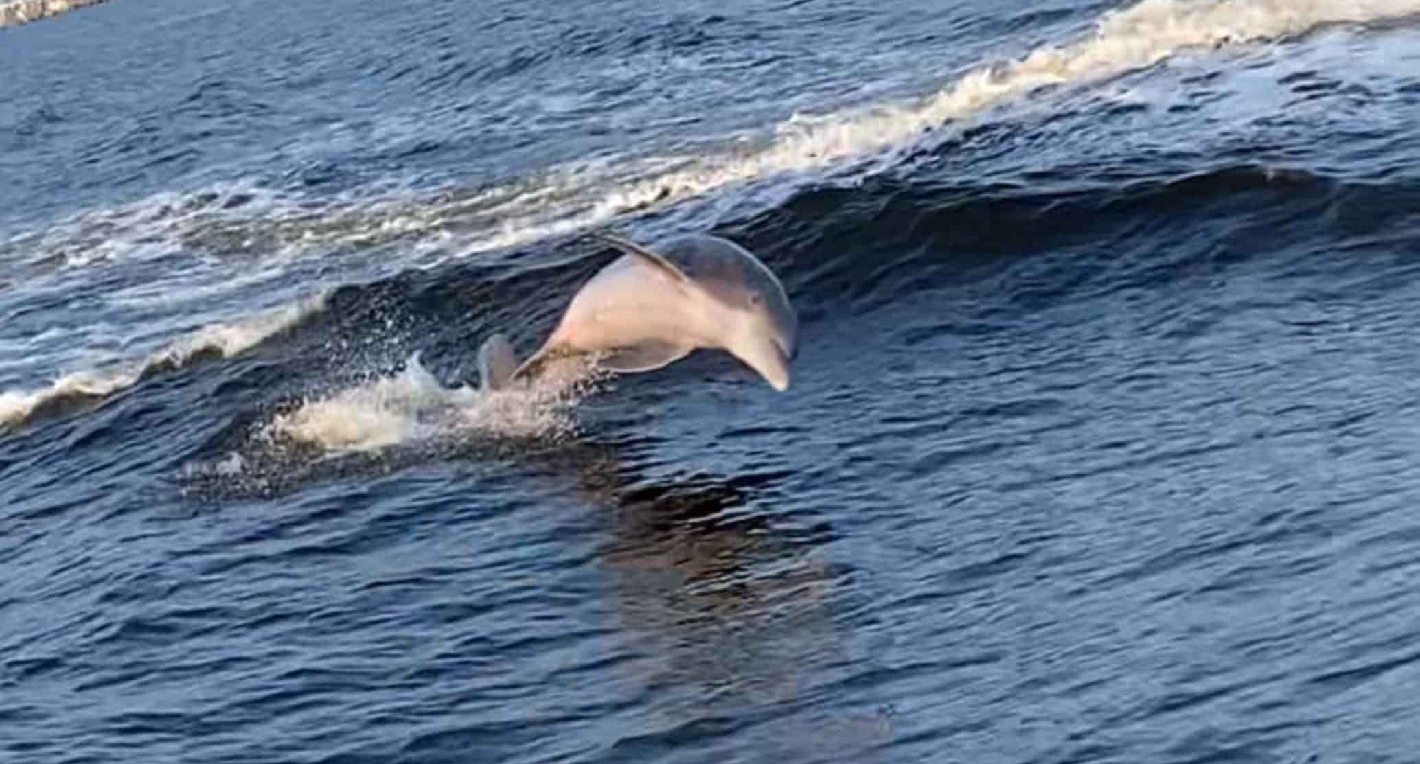 Orange-Beach-Family-Friendly-Dolphin-Cruise