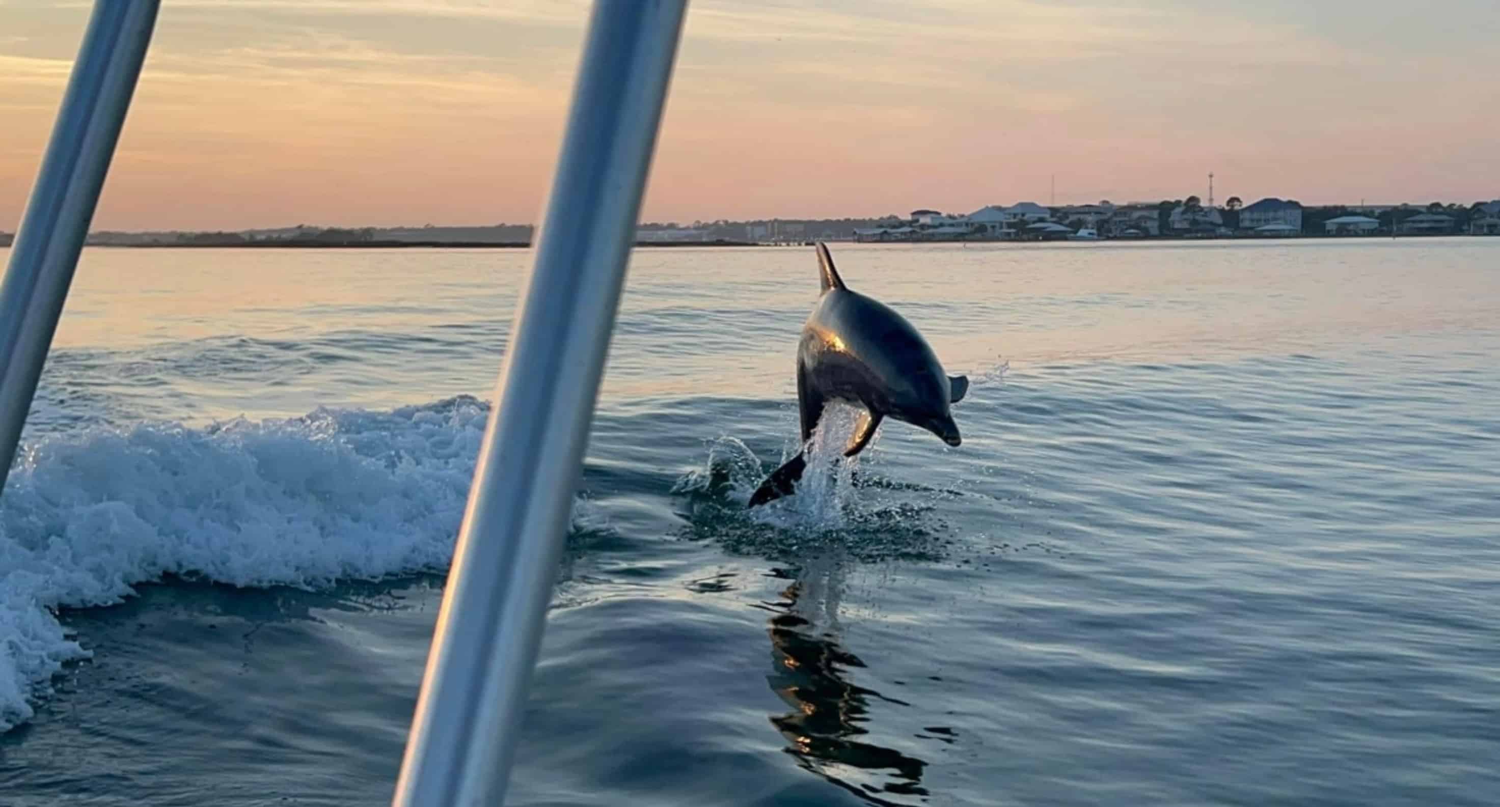 Orange-Beach-Family-Friendly-Dolphin-Cruise